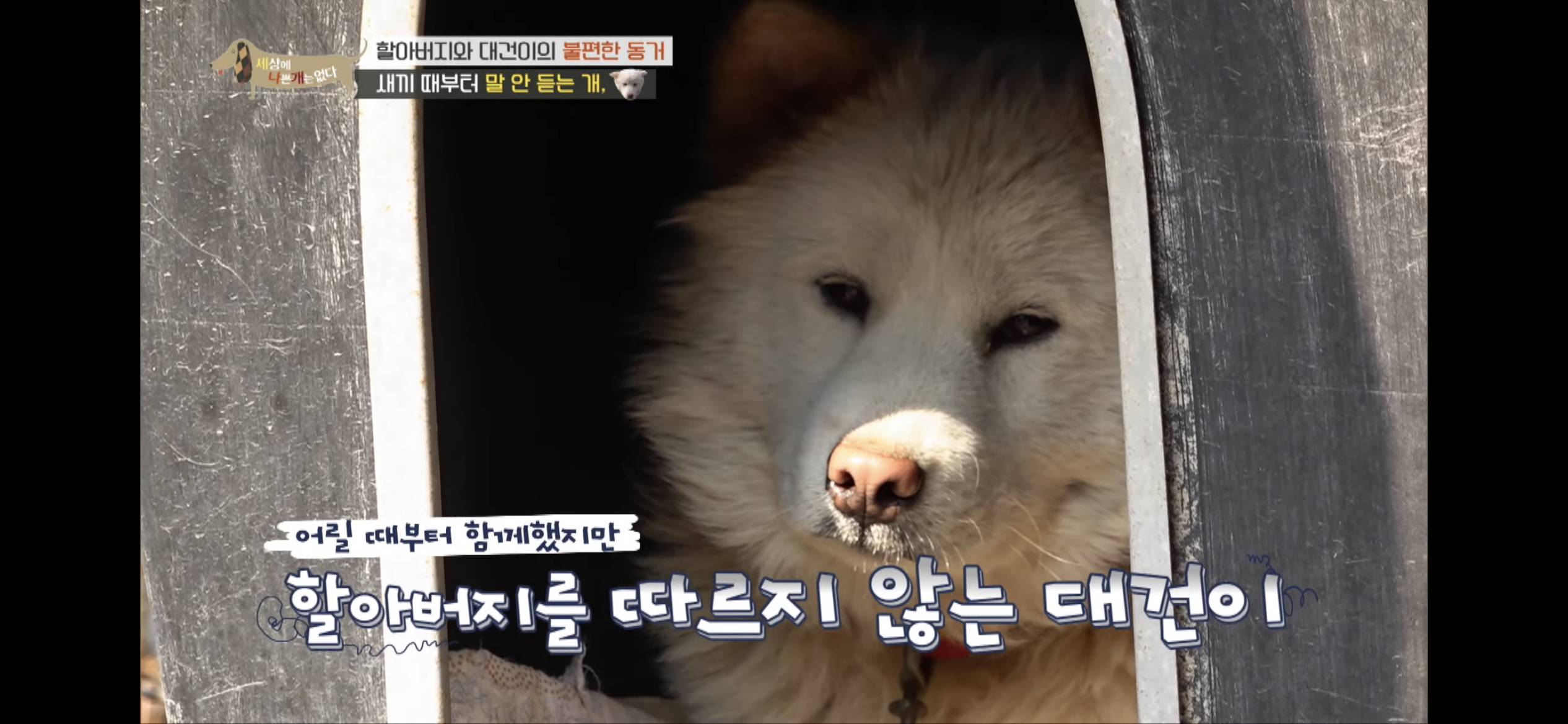 [세나개] 주인 할아버지를 무서워하는 들개 출신 대건이 | 인스티즈