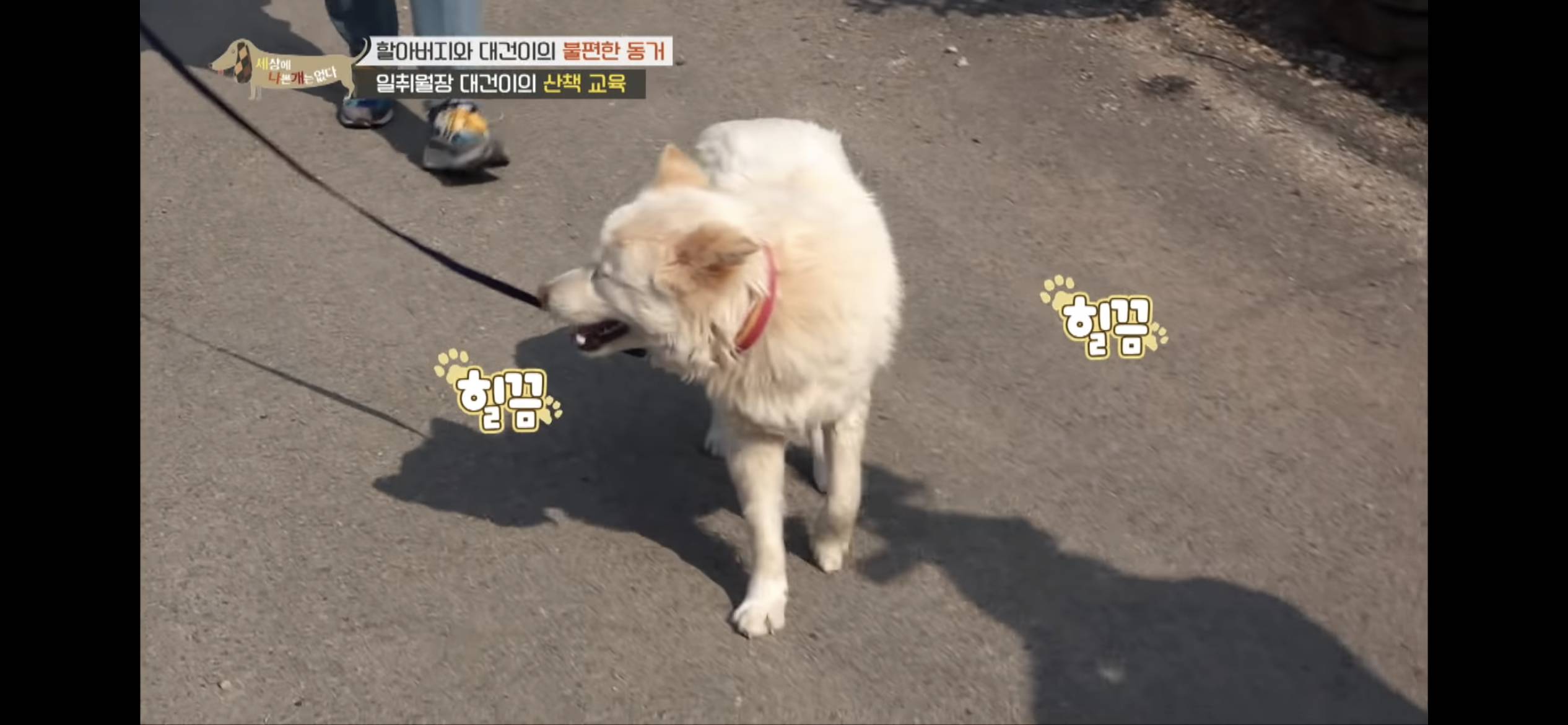 [세나개] 주인 할아버지를 무서워하는 들개 출신 대건이 | 인스티즈