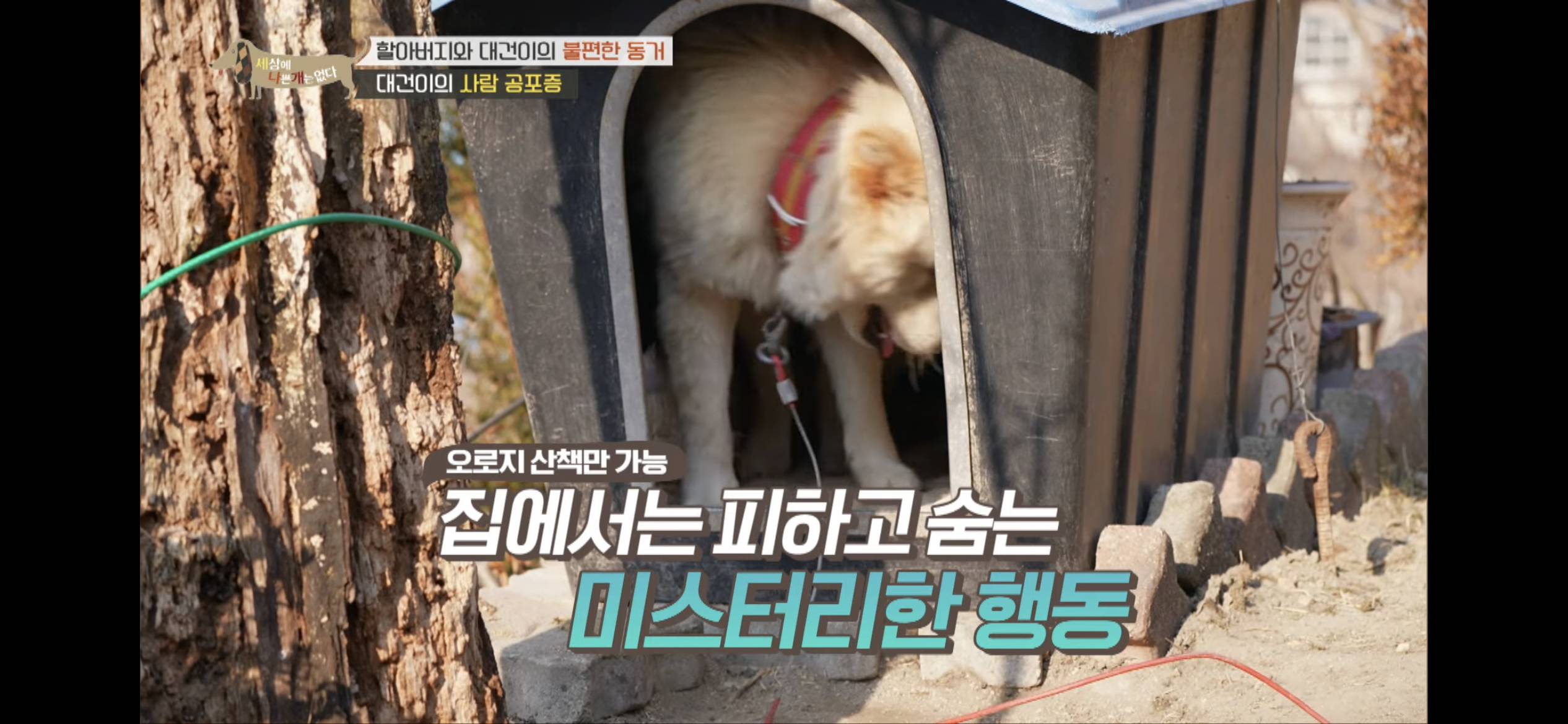 [세나개] 주인 할아버지를 무서워하는 들개 출신 대건이 | 인스티즈