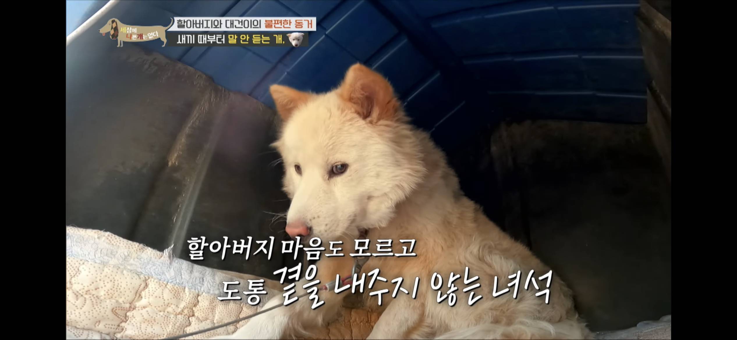 [세나개] 주인 할아버지를 무서워하는 들개 출신 대건이 | 인스티즈