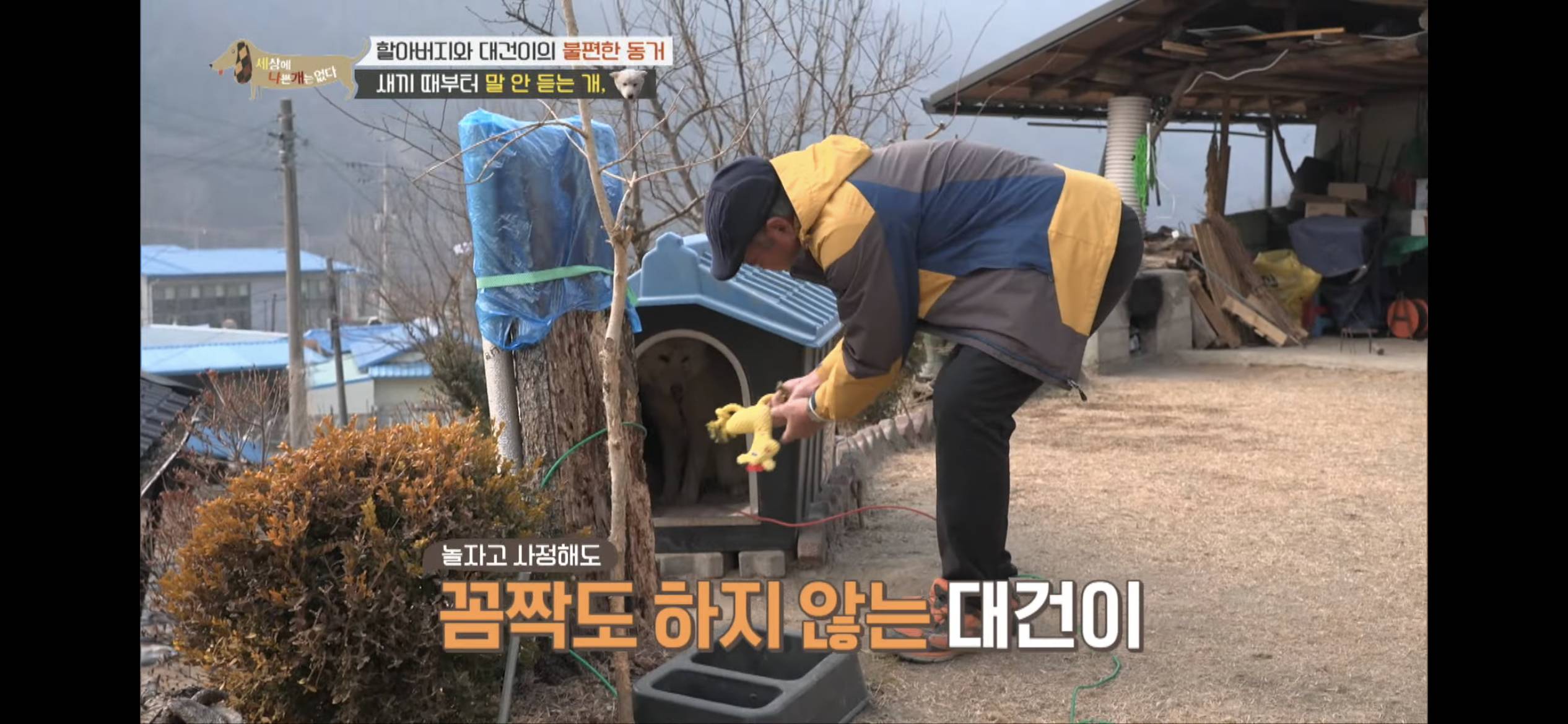 [세나개] 주인 할아버지를 무서워하는 들개 출신 대건이 | 인스티즈