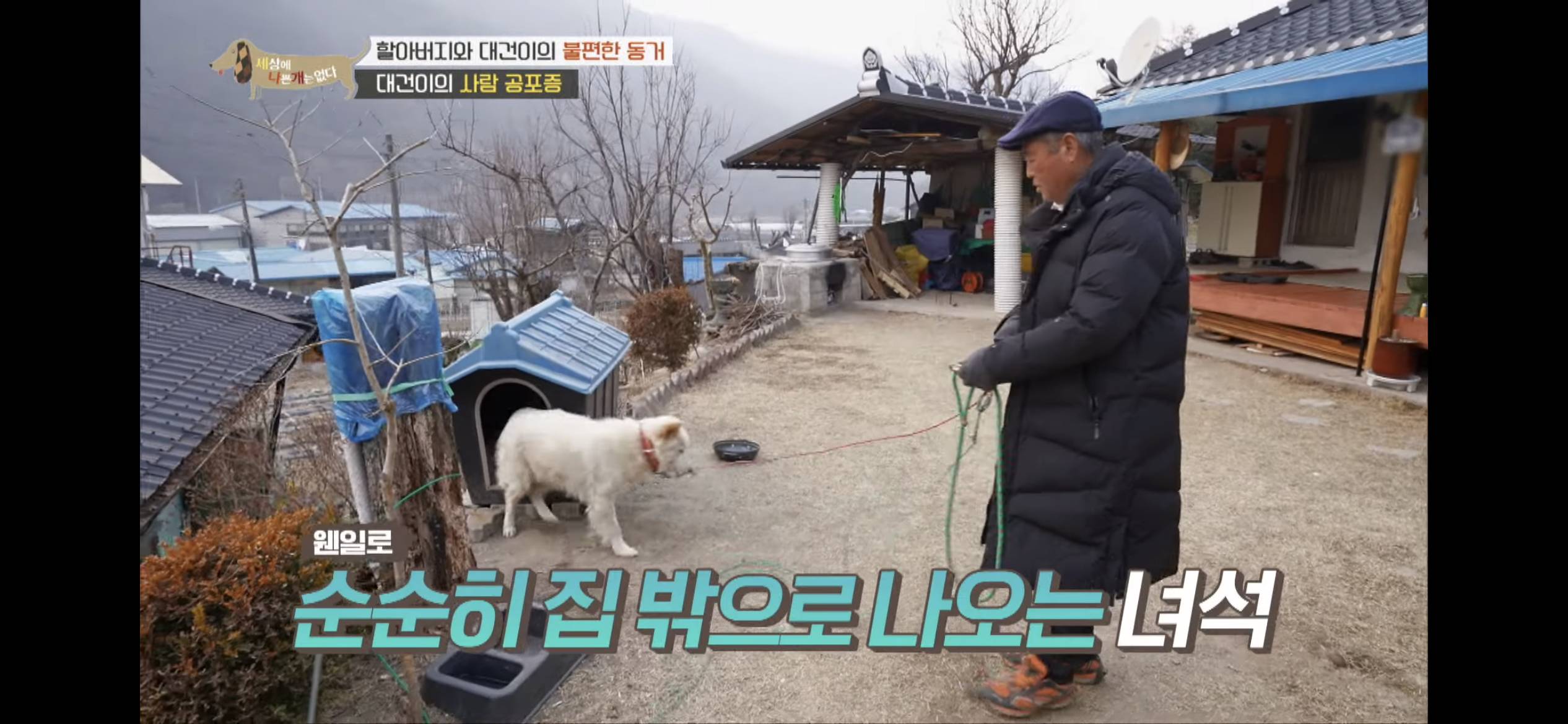 [세나개] 주인 할아버지를 무서워하는 들개 출신 대건이 | 인스티즈