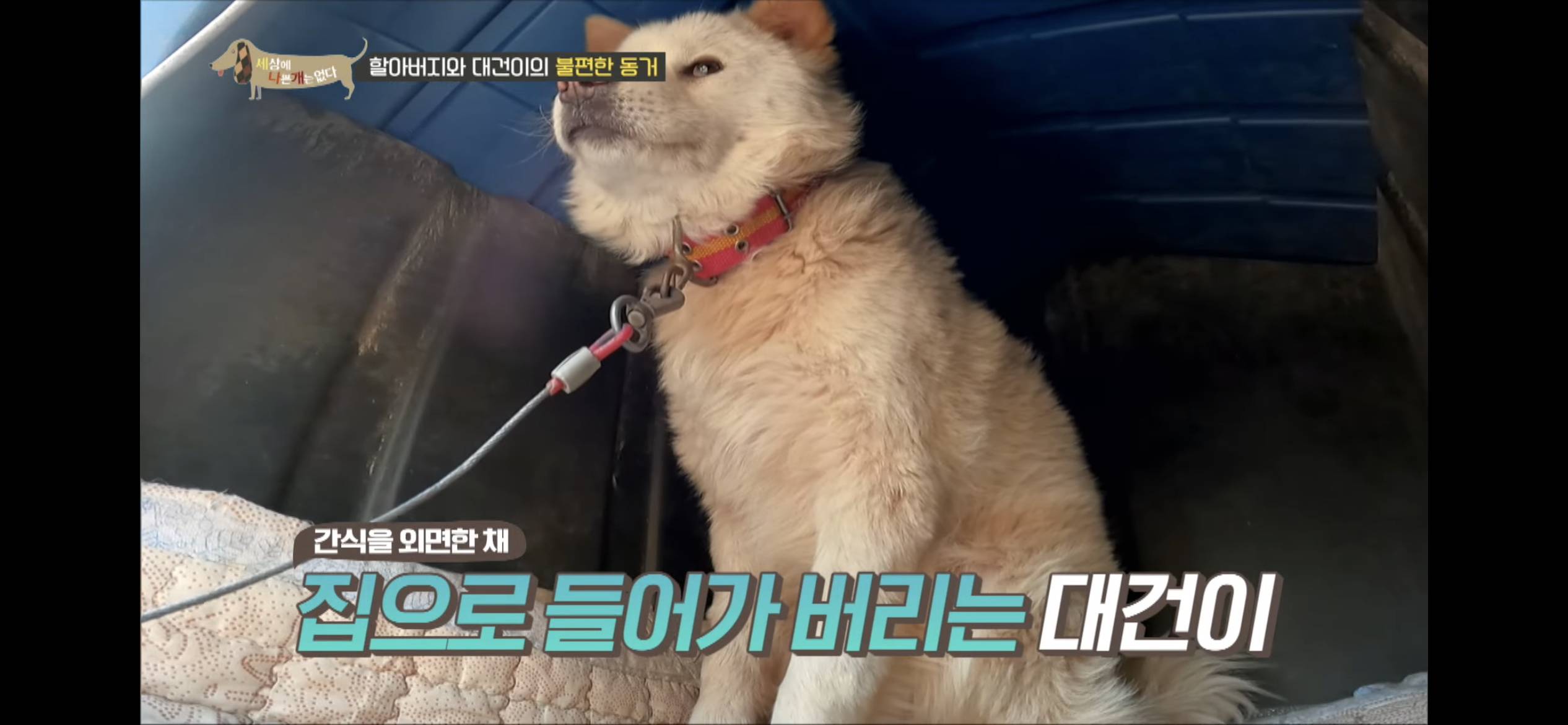 [세나개] 주인 할아버지를 무서워하는 들개 출신 대건이 | 인스티즈
