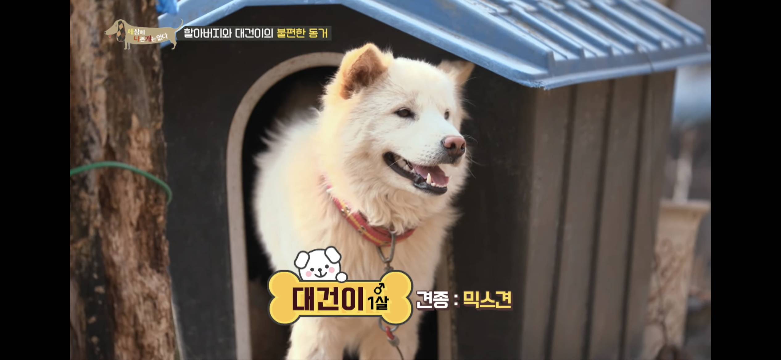 [세나개] 주인 할아버지를 무서워하는 들개 출신 대건이 | 인스티즈