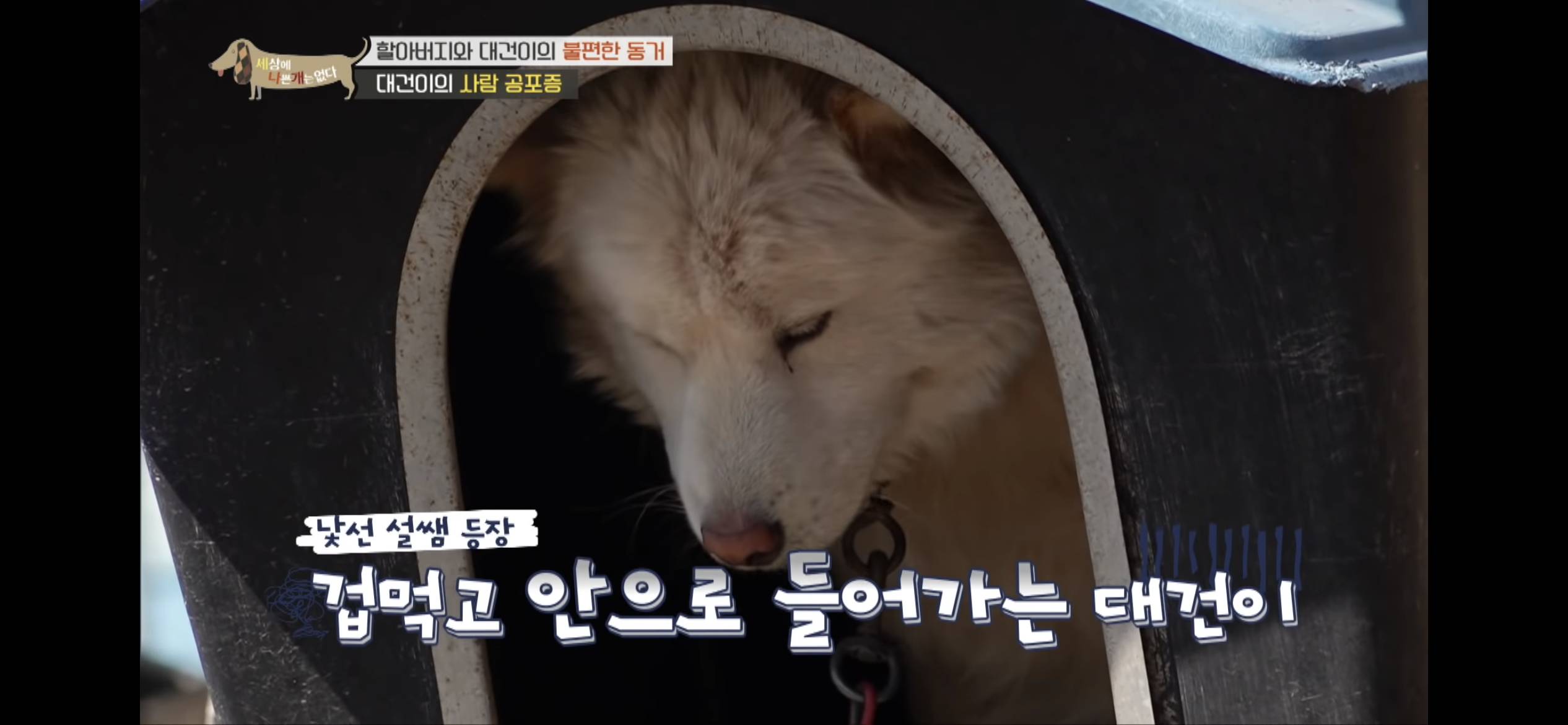 [세나개] 주인 할아버지를 무서워하는 들개 출신 대건이 | 인스티즈