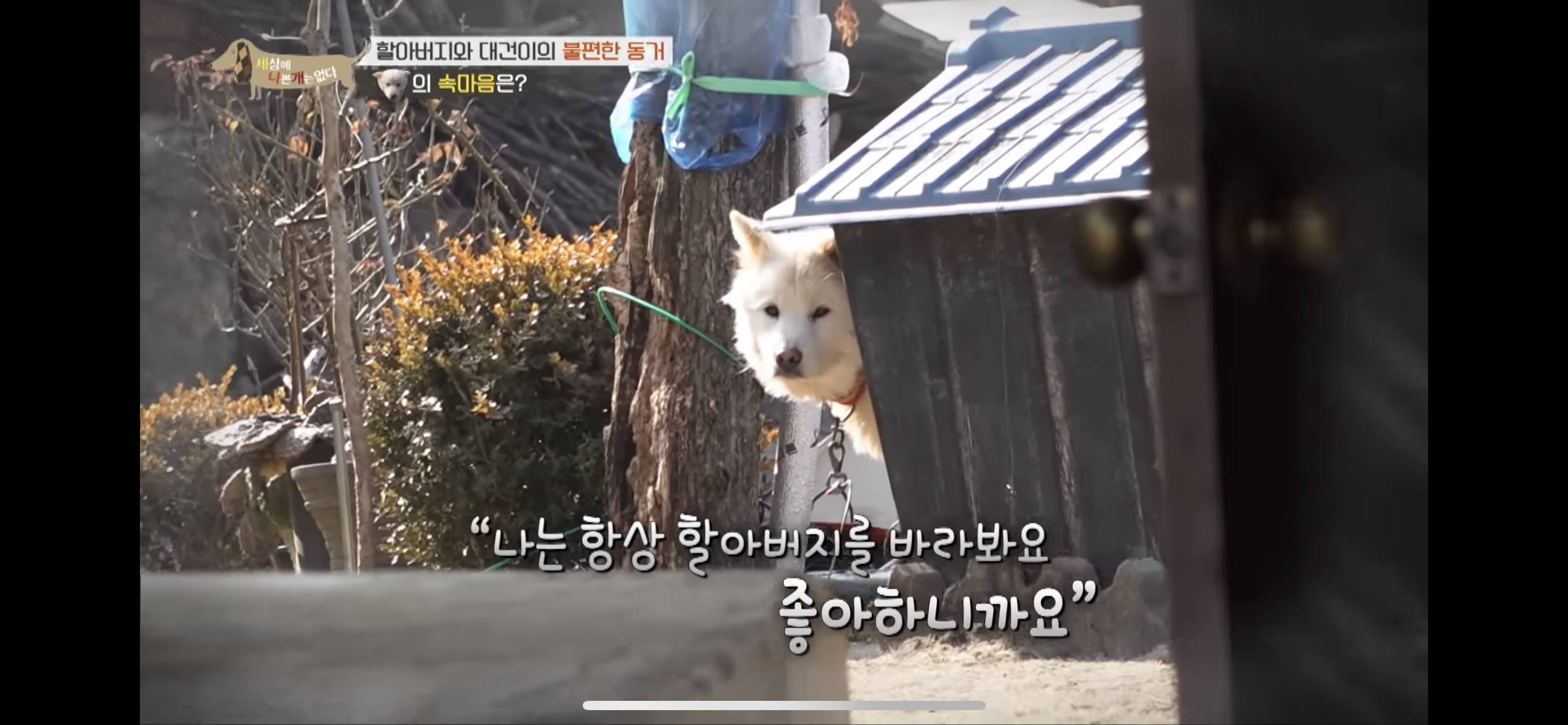 [세나개] 주인 할아버지를 무서워하는 들개 출신 대건이 | 인스티즈