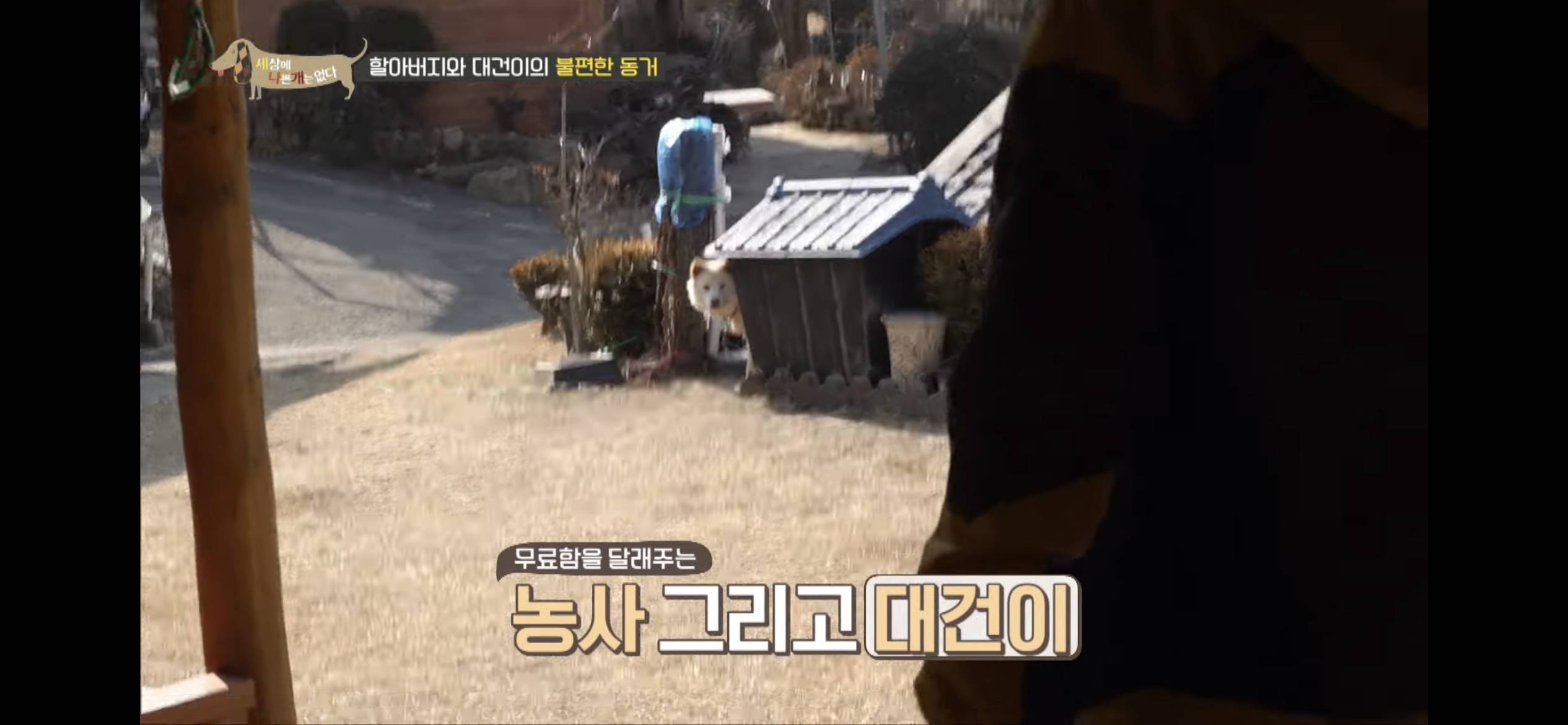 [세나개] 주인 할아버지를 무서워하는 들개 출신 대건이 | 인스티즈