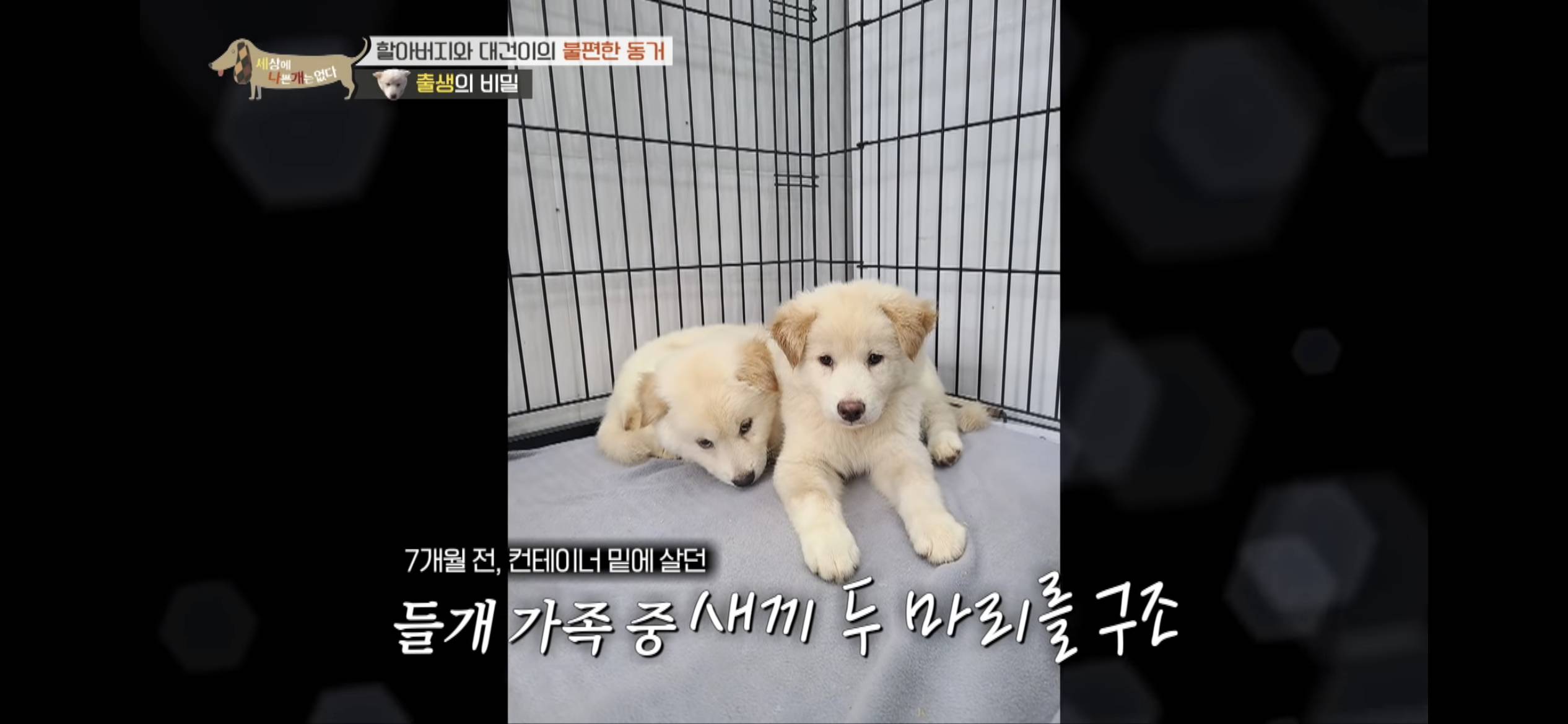 [세나개] 주인 할아버지를 무서워하는 들개 출신 대건이 | 인스티즈
