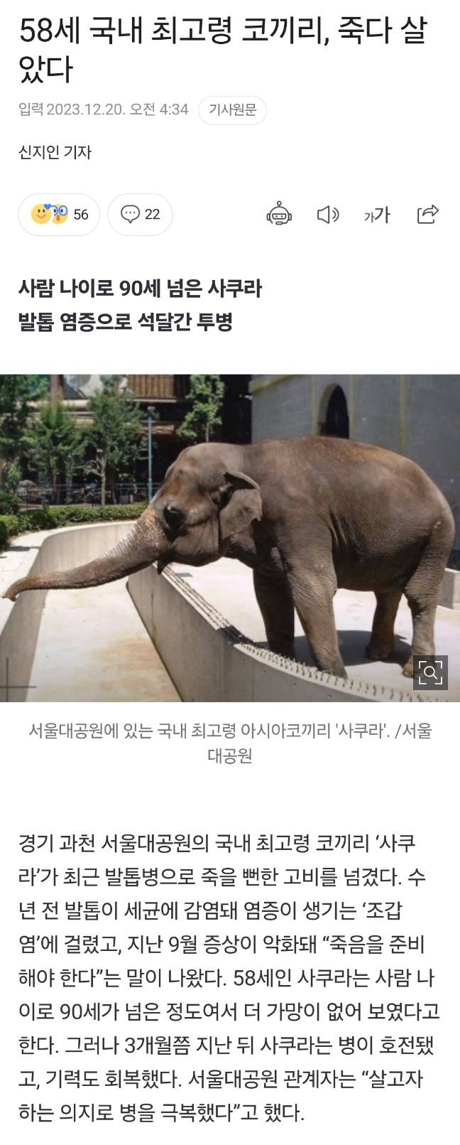 서울대공원 국내 최고령 코끼리 사쿠라 사망 | 인스티즈