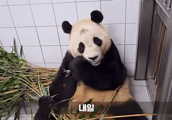 꼬질 푸바오에 이은 꼬질 루이바오 | 인스티즈