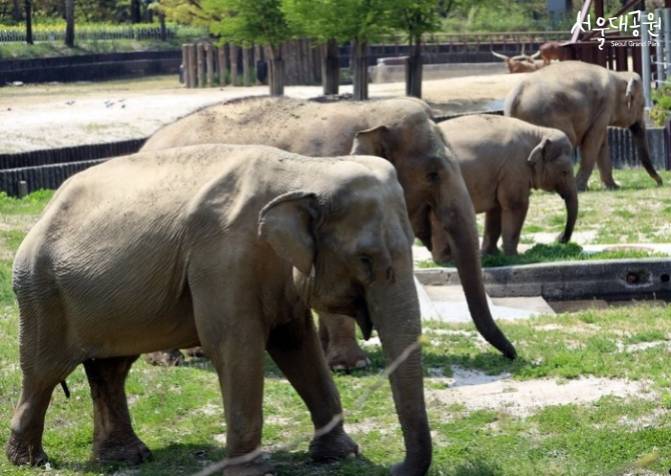 서울대공원 국내 최고령 코끼리 사쿠라 사망 | 인스티즈