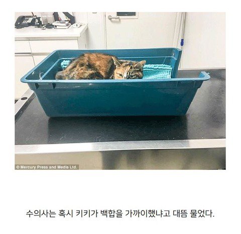 튤립 향기 맡고 무지개다리 건넌 고양이 | 인스티즈