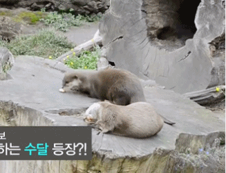 돌멩이 가지고 노는 수달 | 인스티즈