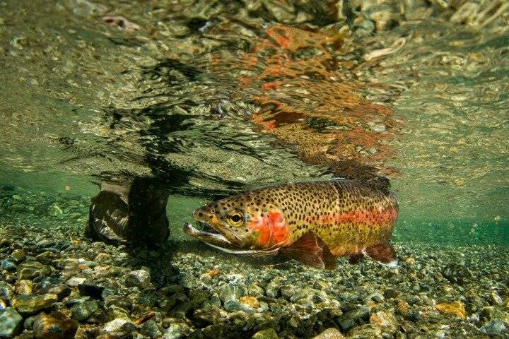 우리나라에 성공적으로 정착한 외래종 물고기 | 인스티즈