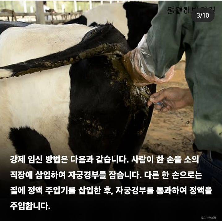 우유가 만들어지는 과정 | 인스티즈