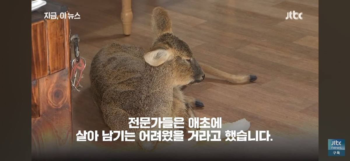 눈물 뚝뚝 흘리더니 결국…탈진해 민가 찾은 고라니 목숨 잃어 | 인스티즈