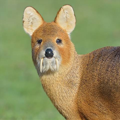 고라니 한류스타 만들기 프로젝트 🦌🦌마케팅 해보는 달글 | 인스티즈