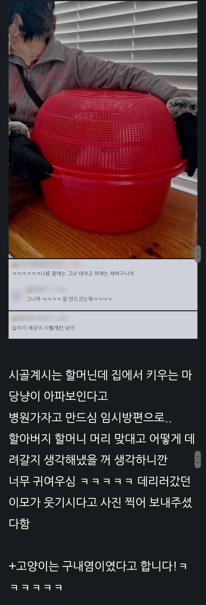 시골 마당냥이를 병원에 데려가기 위한 할아버지 할머니의 방안 | 인스티즈