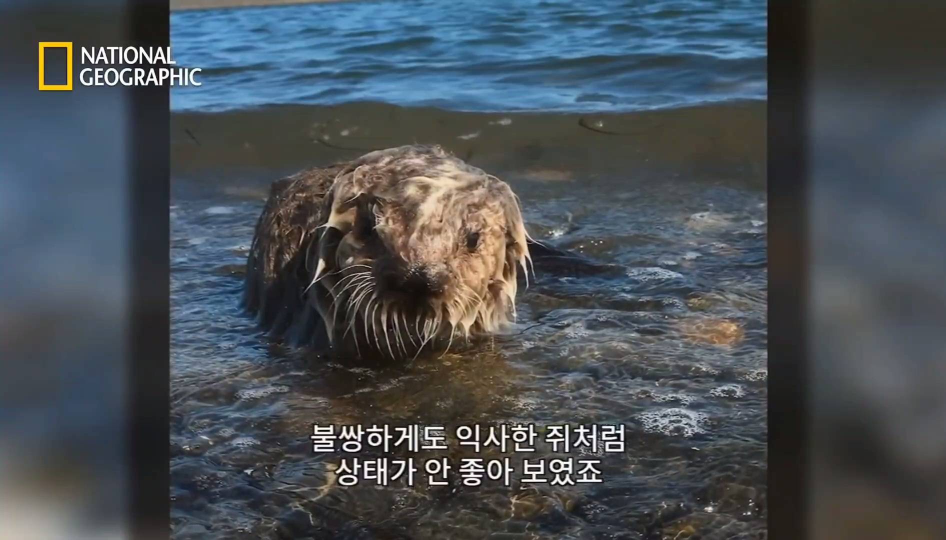 작고 소중한 새끼해달 구조 작전.gif | 인스티즈