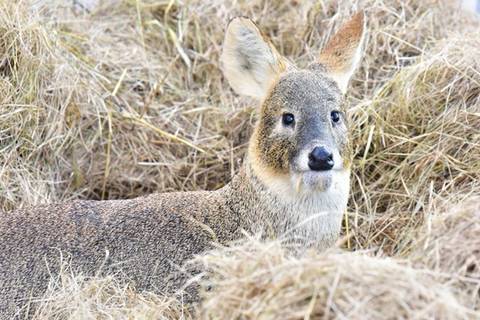 고라니 한류스타 만들기 프로젝트 🦌🦌마케팅 해보는 달글 | 인스티즈