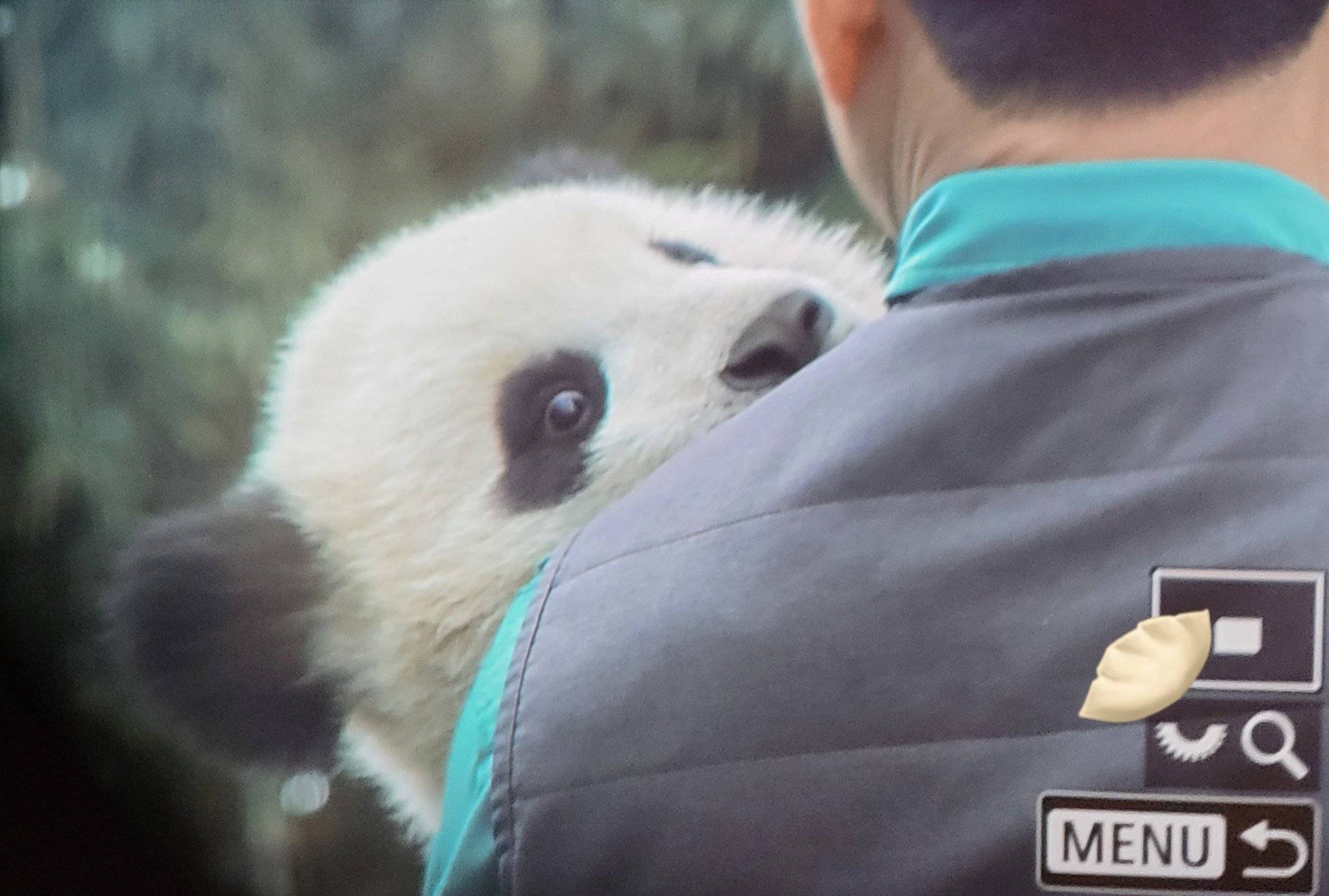 강바오의 기쁨을 진심으로 축하해주지 못하고, 시샘하고, 시기하고, 질투하고, 미워하고, , 분개하고, 절망하고, 아파하고, | 인스티즈