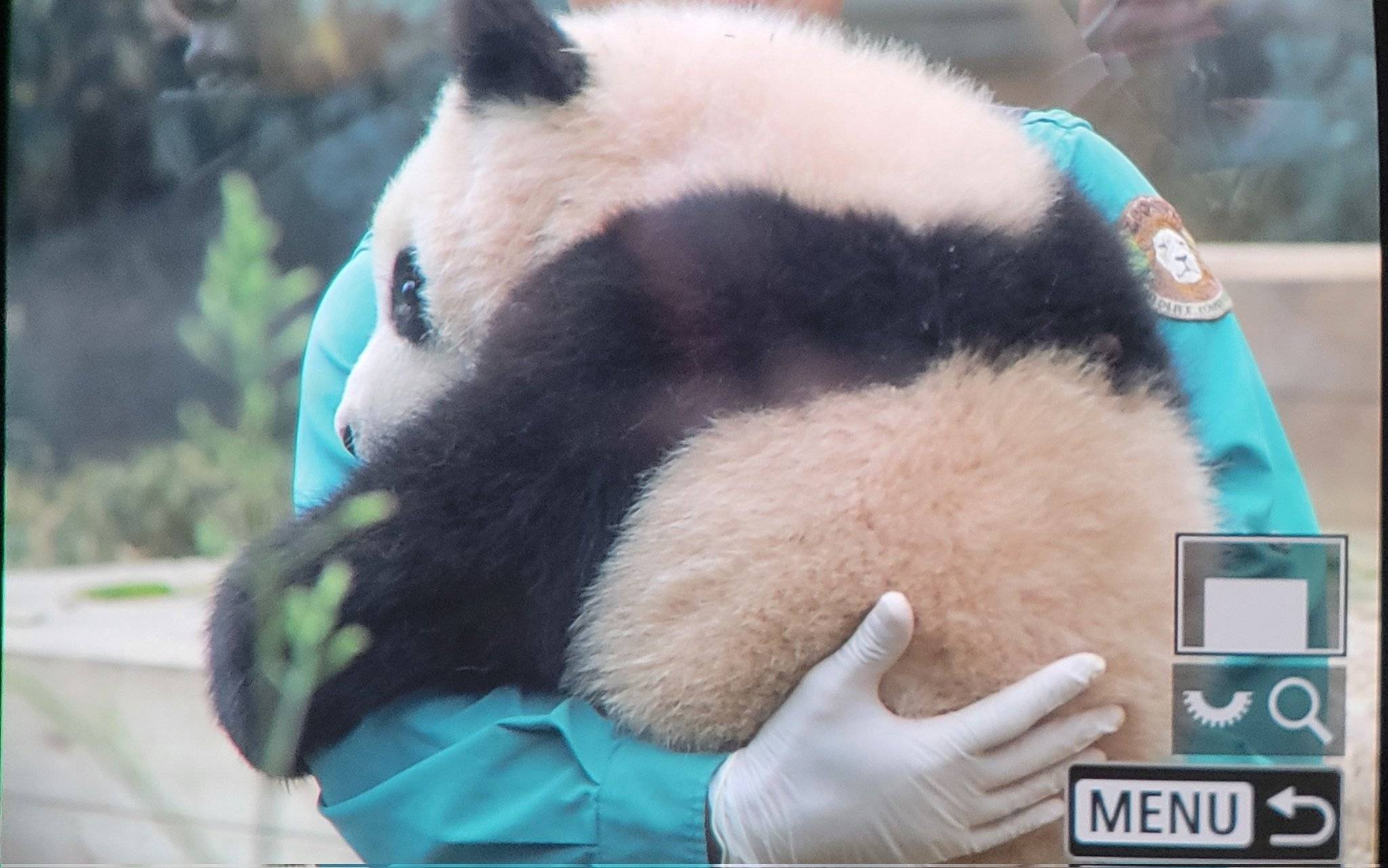 강바오의 기쁨을 진심으로 축하해주지 못하고, 시샘하고, 시기하고, 질투하고, 미워하고, , 분개하고, 절망하고, 아파하고, | 인스티즈