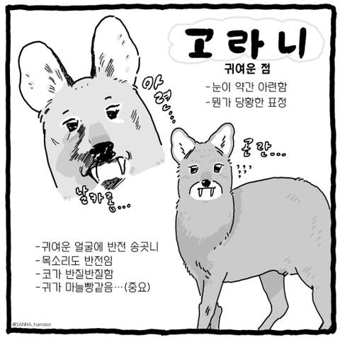 고라니 한류스타 만들기 프로젝트 🦌🦌마케팅 해보는 달글 | 인스티즈