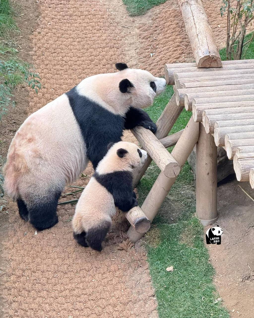 🐼 엄마 아이바오 따라하는 후이바오.gif | 인스티즈