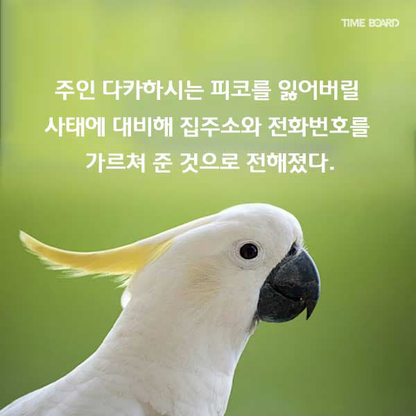 똑똑한 앵무새와 주인의 교육효과 | 인스티즈