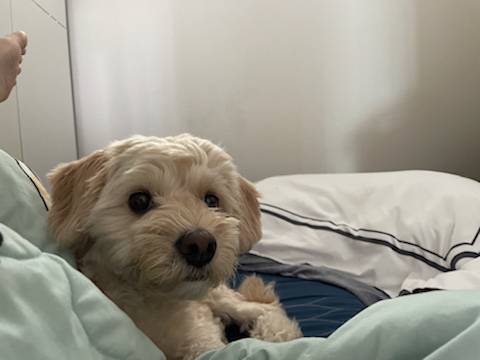 익명 기념 우리집 강아지 유기견 보호소에서 데려온 당일날- 후 비교샷ㅋㅋ | 인스티즈