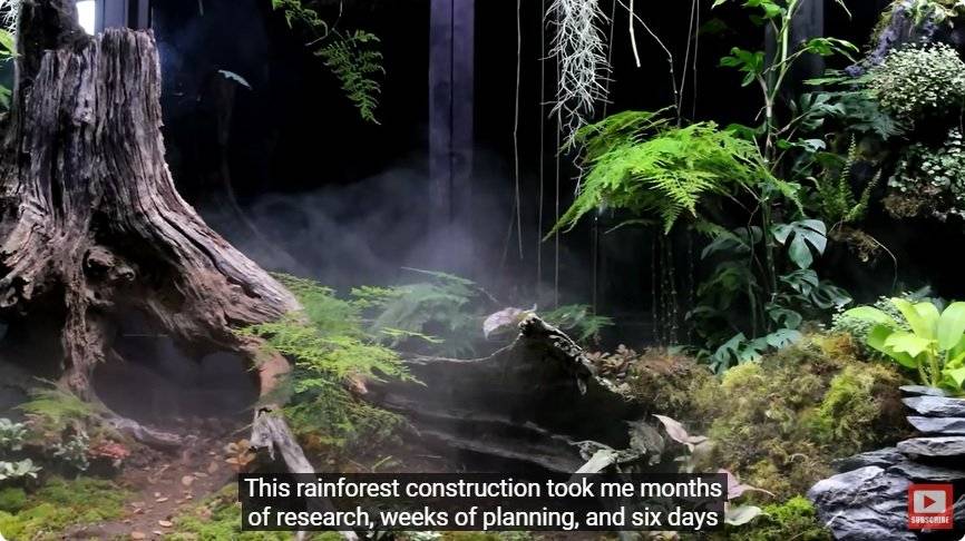 거대한 수조에 열대우림 환경을 조성해놓으면 생기는 일 - 1 | 인스티즈