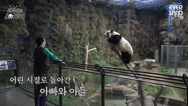 송바오 재롱에 한껏 신난 러바오🐼.gif | 인스티즈