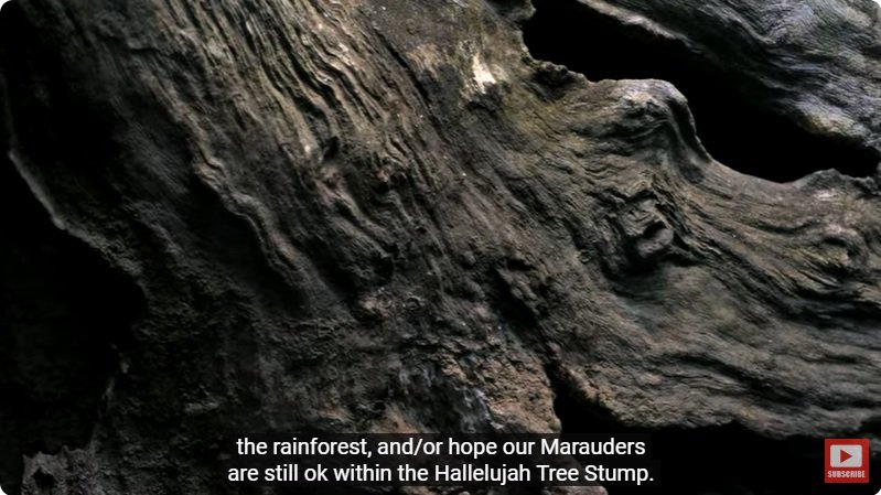 거대한 수조에 열대우림 환경을 조성해놓으면 생기는 일 - 4 | 인스티즈