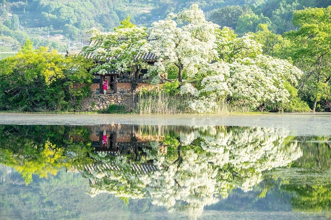 구슬픈 서사 뚝딱인 우리나라 예쁜 나무 풍경.JPG | 인스티즈