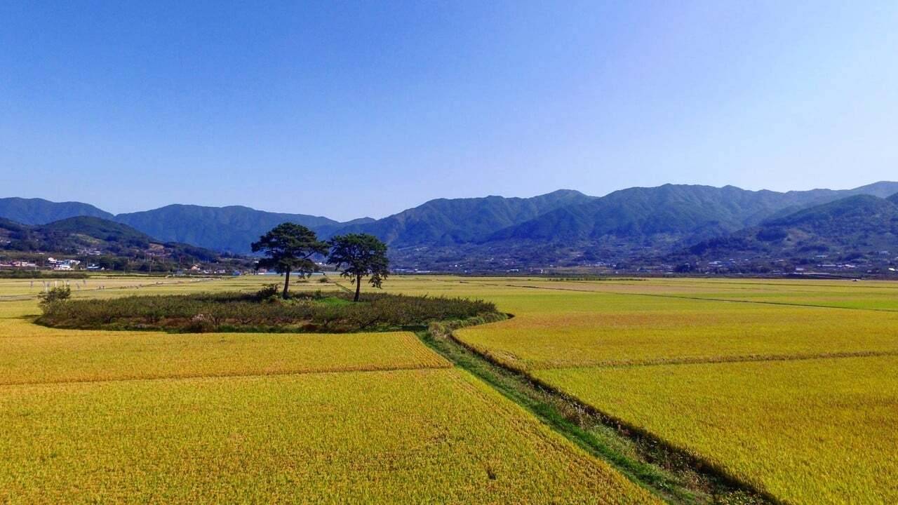 구슬픈 서사 뚝딱인 우리나라 예쁜 나무 풍경.JPG | 인스티즈