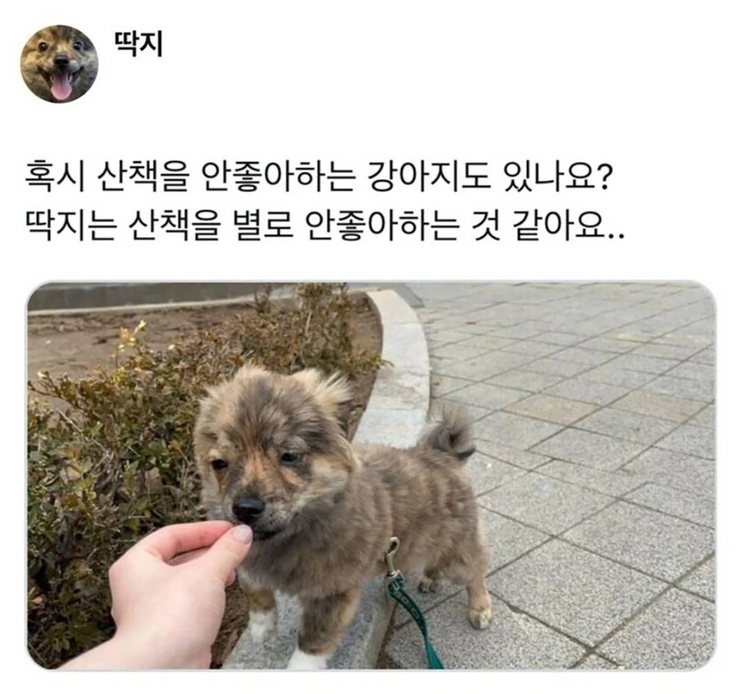 산책을 안좋아하는 내향형 강아지 | 인스티즈