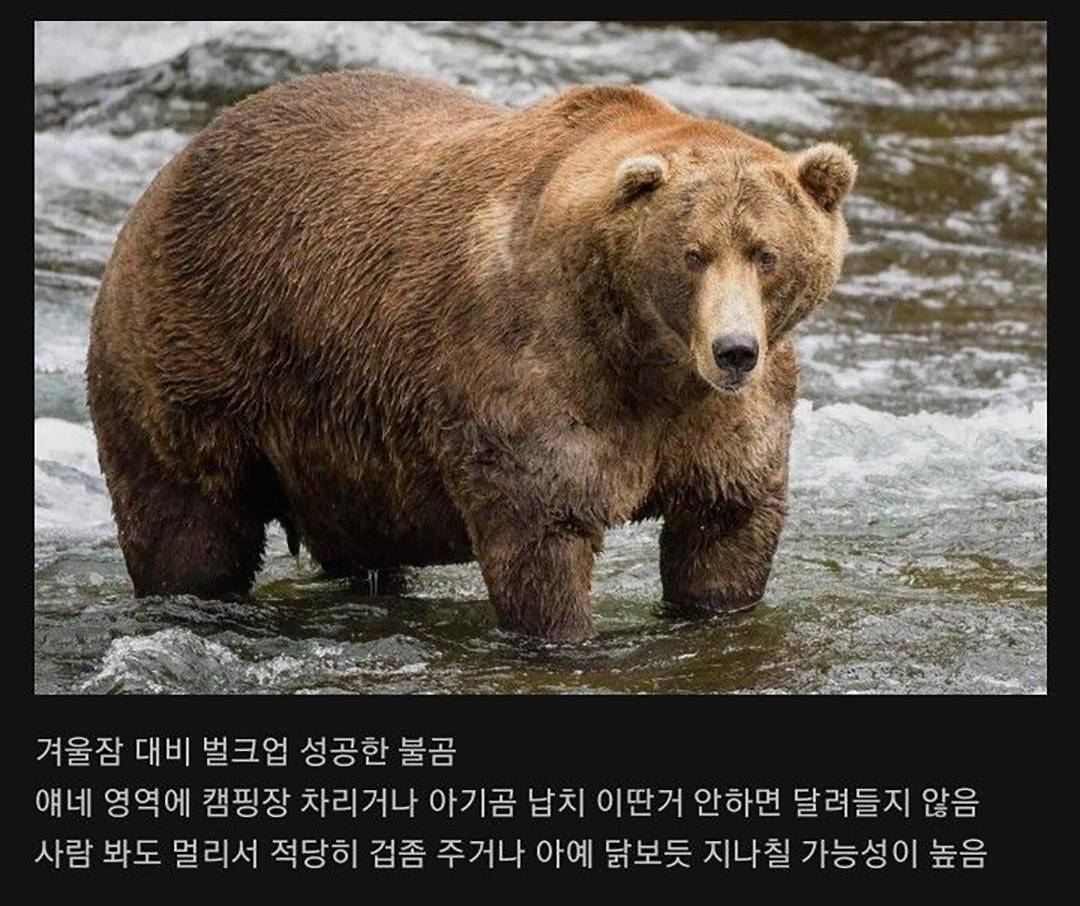 오히려 더 위험하다는 곰 | 인스티즈