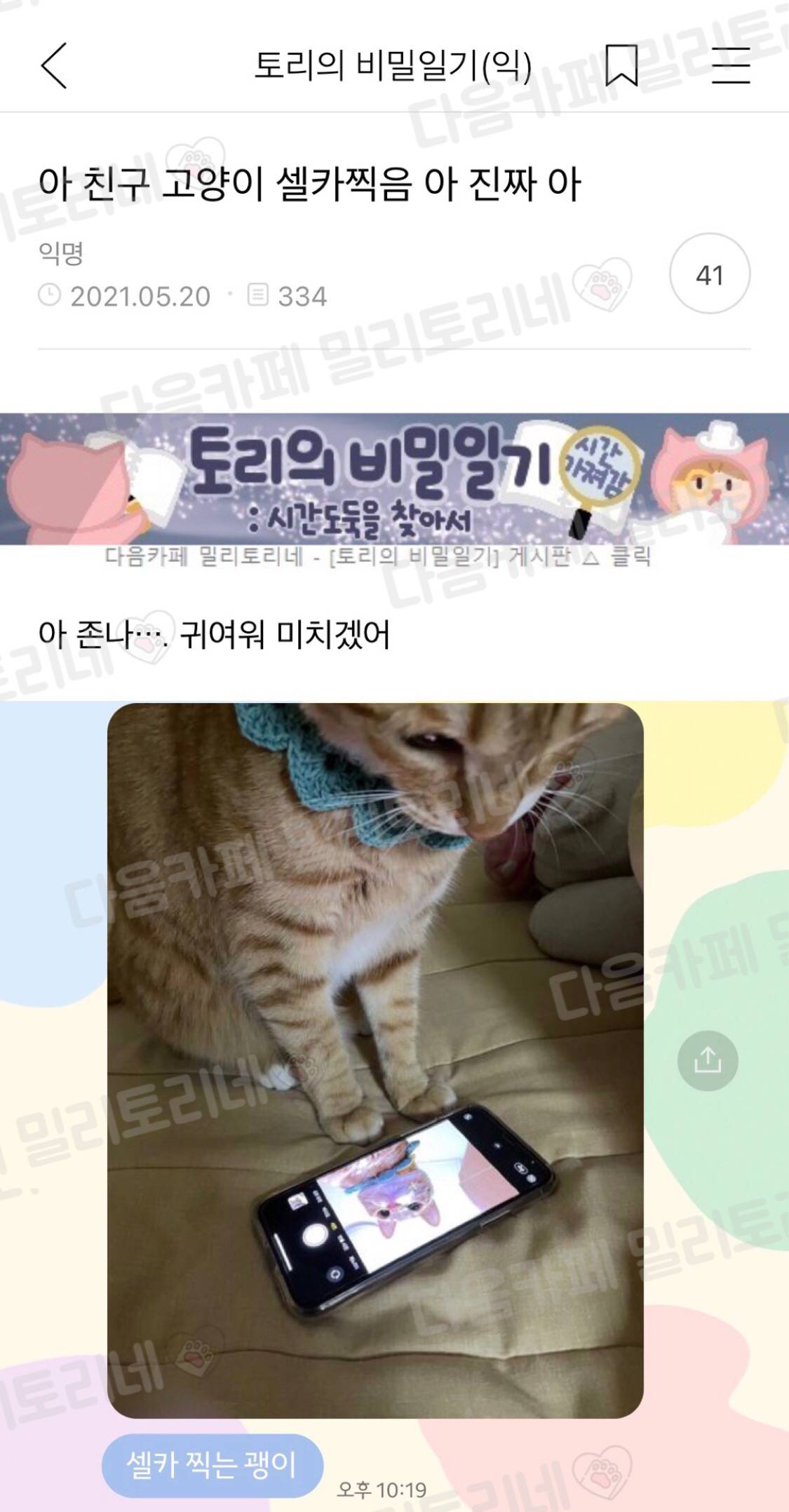 아 친구 고양이 셀카 찍음 진짜 아 | 인스티즈