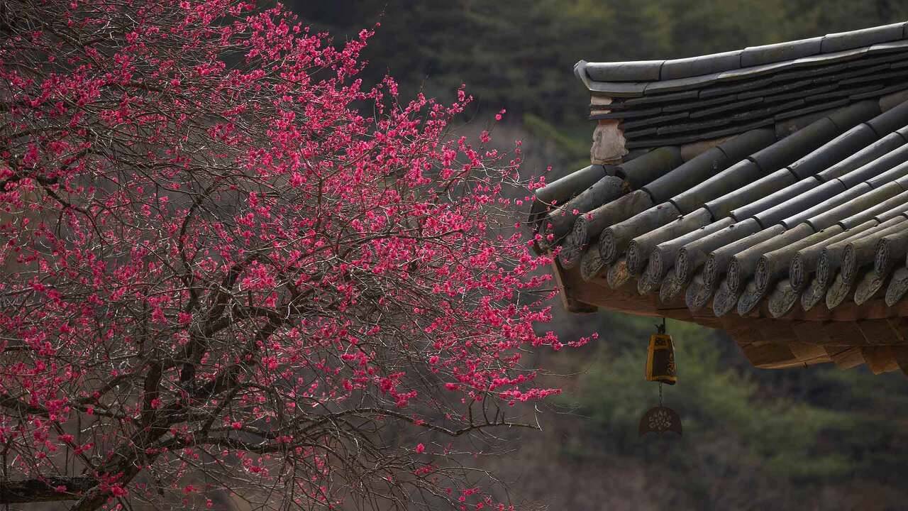 구슬픈 서사 뚝딱인 우리나라 예쁜 나무 풍경.JPG | 인스티즈