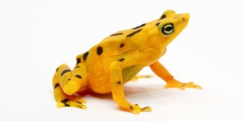 수많은 양서류들을 멸종시킨 K-개구리(1편) | 인스티즈