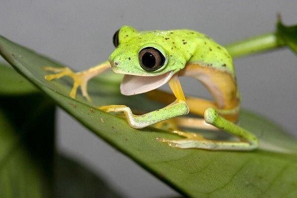 수많은 양서류들을 멸종시킨 K-개구리(1편) | 인스티즈