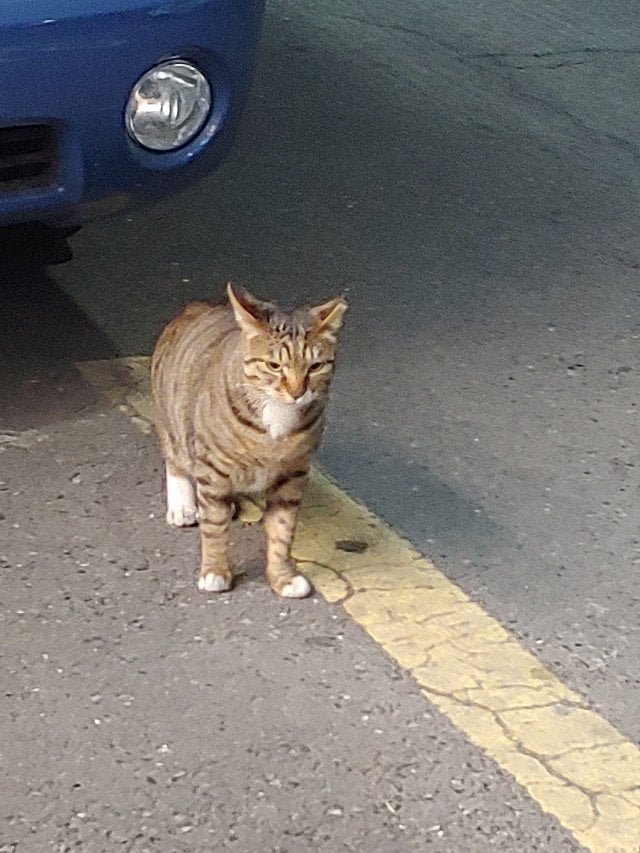 알바하는데 찾아온 집고양이 | 인스티즈