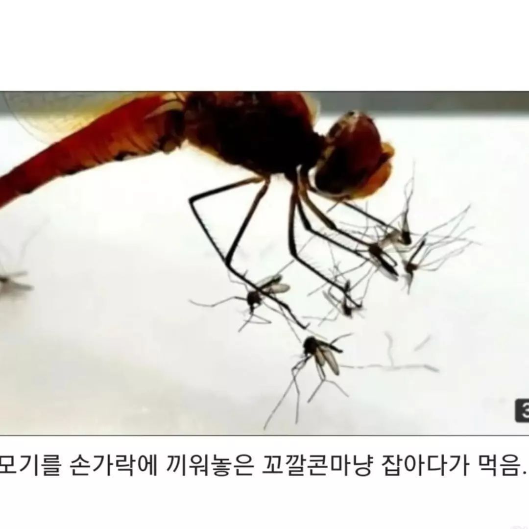 잠자리 잡으면 안되는이유.jpg | 인스티즈