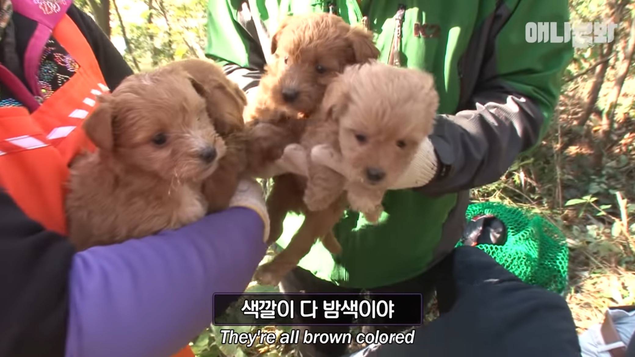 붕어빵으로 자식 키운 댕댕이...jpg | 인스티즈