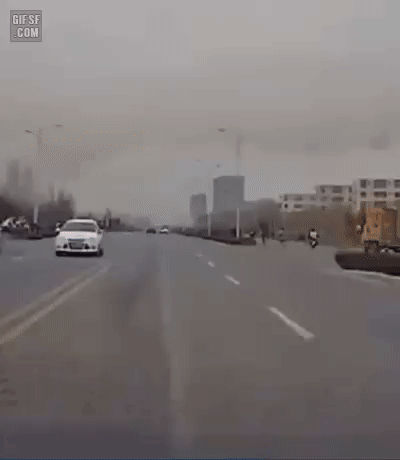 도로를 횡단하는 자라니.gif | 인스티즈