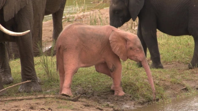 동화에 나올 것 같은 '핑크 코끼리' 남아공에서 탄생 | 인스티즈