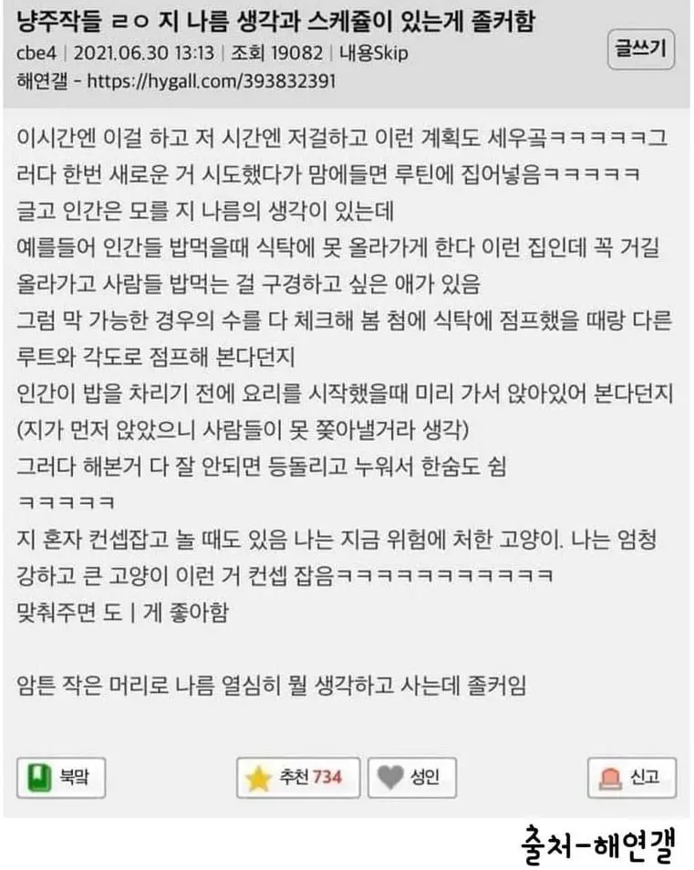 고양이들 뭐 맘에 드는 거 있으면 자기 루틴에 넣는다는 거 찐인가봐 | 인스티즈