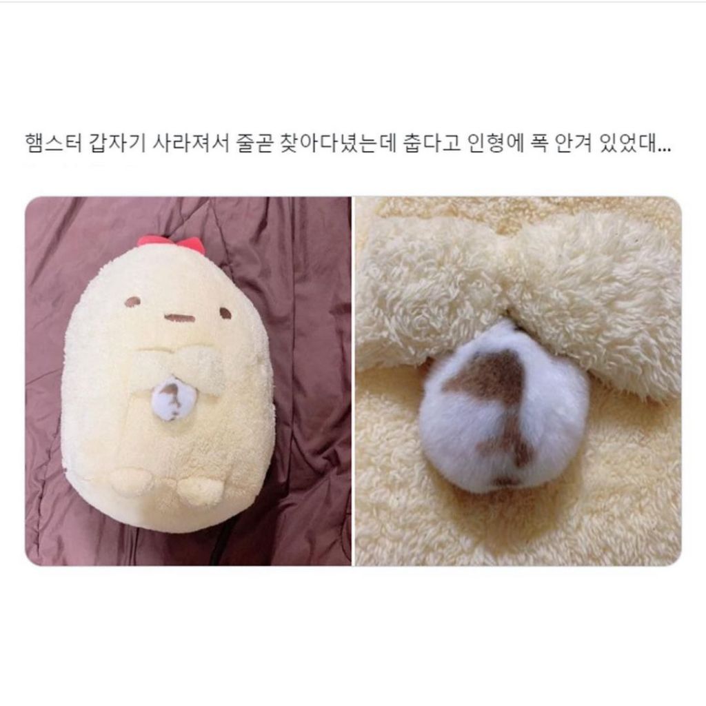 도망쳤지만 너무 추웠던 햄스터 | 인스티즈