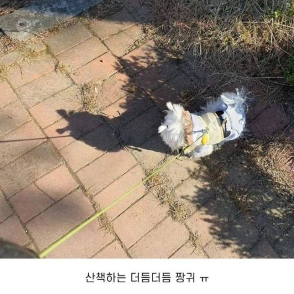 내 동생 강아지 머리 잘 묶어 | 인스티즈