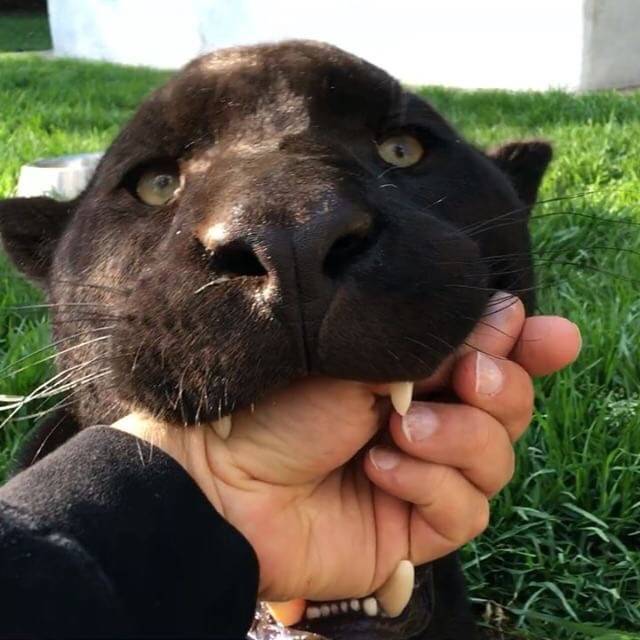 장난으로 무는 고양이vs진심인 고양이 | 인스티즈